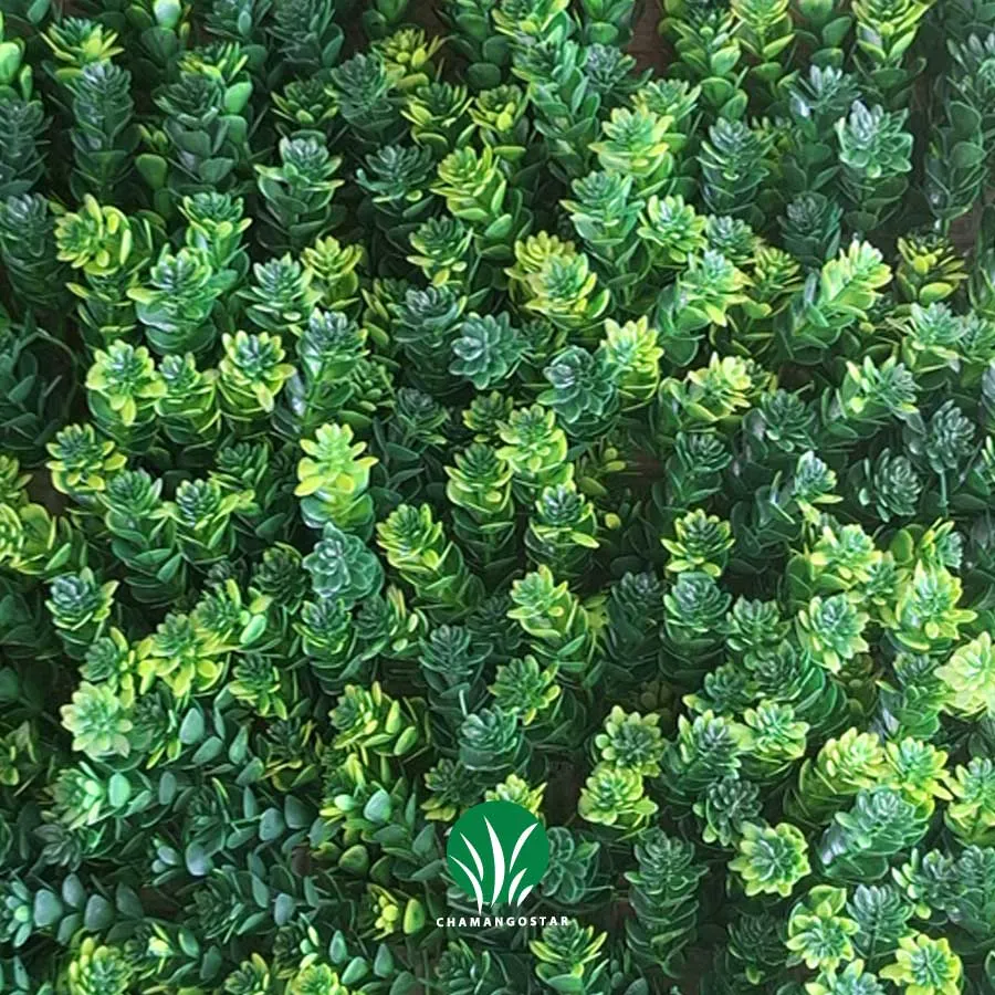 گرین وال کاج برزیکی درجه یک چمن گستر
