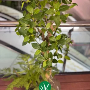 بنسای بادومی تنه فابریک ۱۰۰ سانت