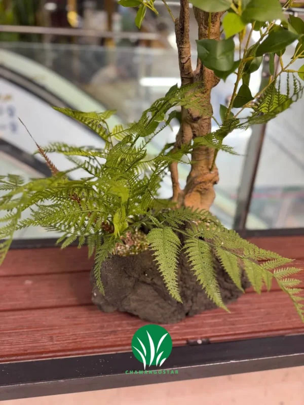 بنسای بادومی تنه فابریک ۱۰۰ سانت