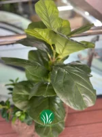 بنسای لیراتا ۸۵ سانت