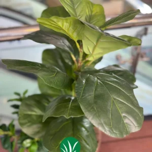 بنسای لیراتا ۸۵ سانت