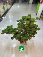 درختچه جاودان ۱۱۰ سانت تنه طبیعی خزه مصنوعی