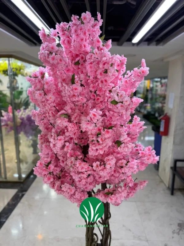 درختچه شکوفه صورتی چمن گستر