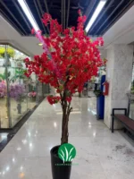 درختچه شکوفه کاغذی چمن گستر
