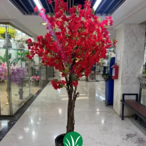 درختچه شکوفه کاغذی چمن گستر
