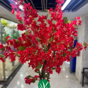 درختچه شکوفه کاغذی چمن گستر