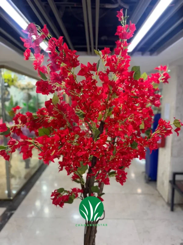 درختچه شکوفه کاغذی چمن گستر