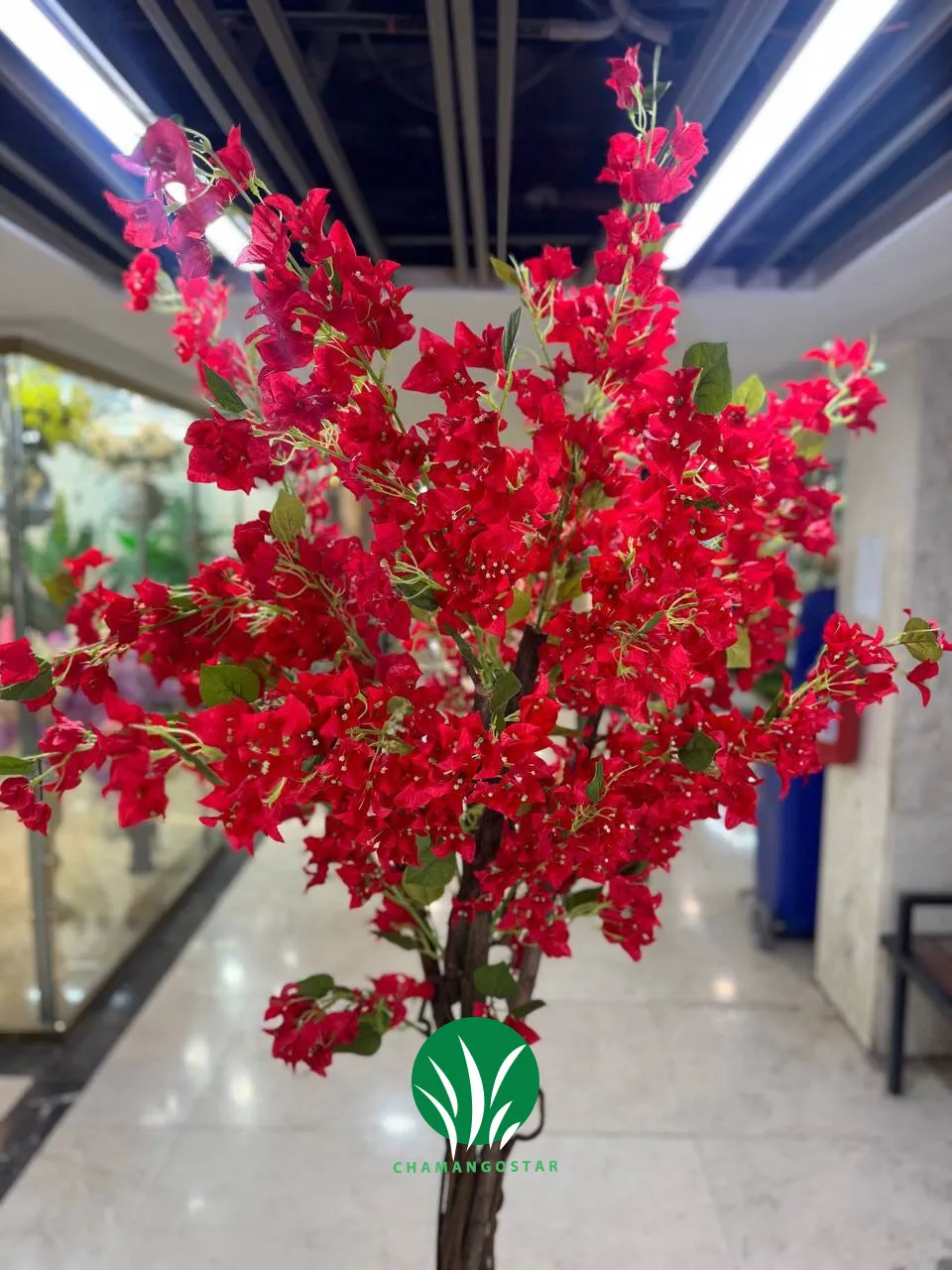 درختچه شکوفه کاغذی چمن گستر