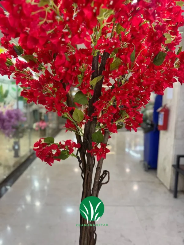 درختچه شکوفه کاغذی چمن گستر