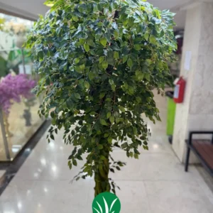درختچه مصنوعی بنجامین چمن گستر