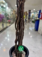 درختچه شکوفه صورتی