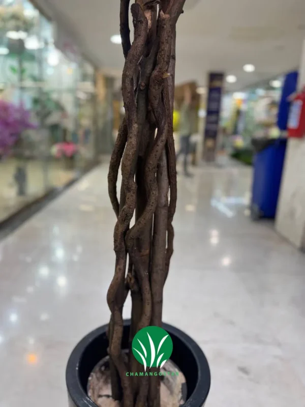 درختچه شکوفه صورتی