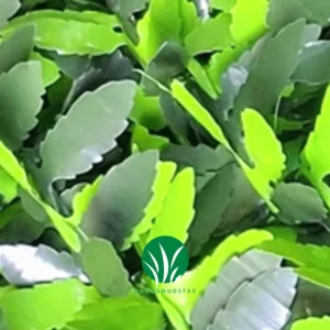 خرید فنس برگ نعناع چمن گستر