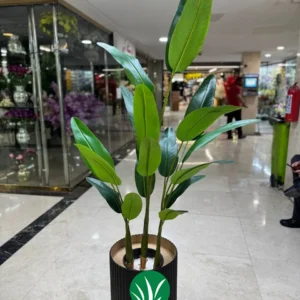 پرنده بهشتی ۲۰ برگ ۱۵۰ سانت