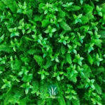 گرین وال سیکاس کاج مصنوعی چمن گستر
