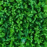 گرین وال سیکاس گشنیز مصنوعی چمن گستر